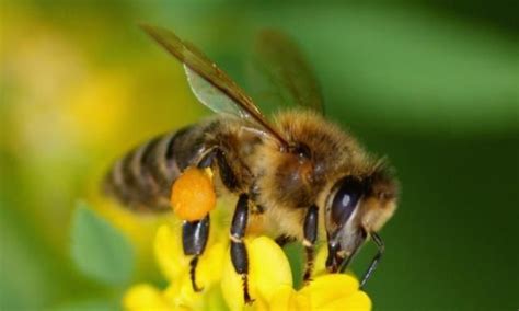 蜜蜂飞进家里风水 上眼皮厚面相